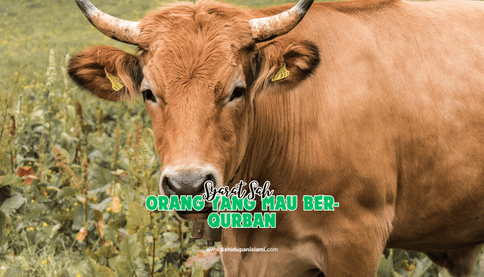 syarat orang yang mau ber qurban