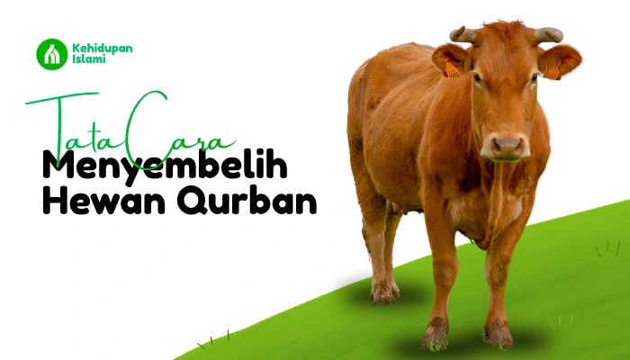 tata cara menyembelih hewan qurban (1)